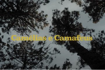 Camélias e Camafeus